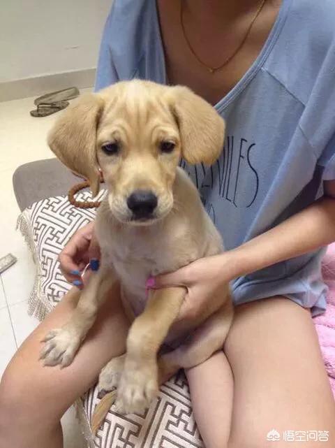 导盲犬图片:导盲犬是知道主人的目的地的？还是只是协助行走？