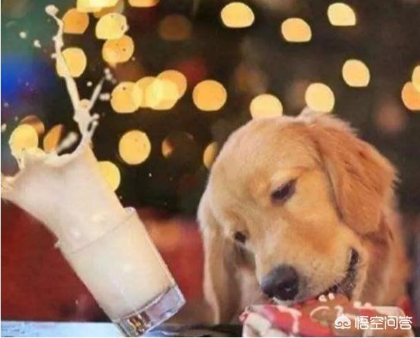 训练金毛犬:怎么训练金毛？什么时候训练最好？