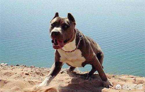 美国比特犬肌肉:十只比特犬vs一只东北虎，能赢吗？