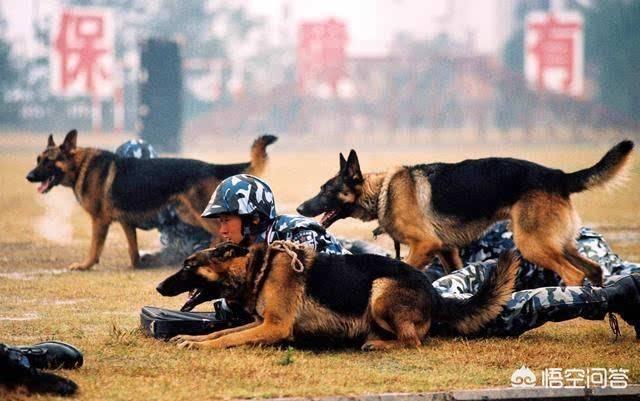 上虞德国牧羊犬论坛:德国牧羊犬，“纯种犬”和“串串犬”如何区分？