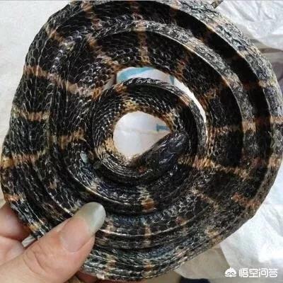 金环蛇和银环蛇:眼镜王蛇和黑曼巴蛇哪个厉害？ 金环蛇和银环蛇的区别