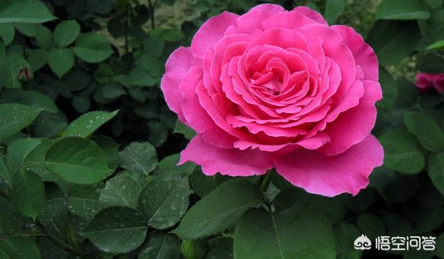 月季花的栽培与管理:月季花开花小，怎么管理让花朵变大？