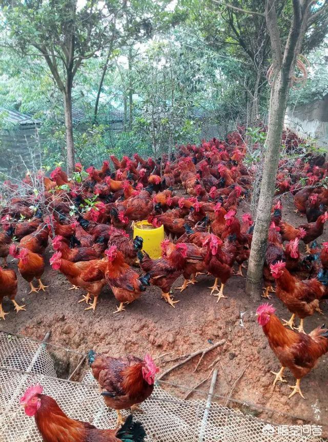 治疗肉鸡大肠杆菌病的药:养鸡原发性大肠杆菌和继发性大肠杆菌的区别是什么呢？