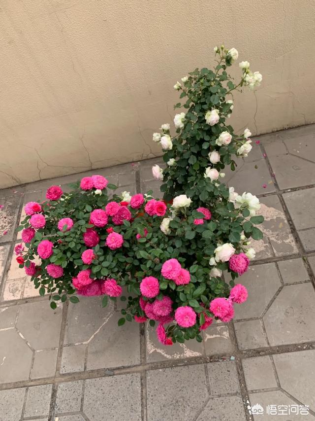 红酒杯微信唯美头像:有哪些花友必备的月季花品种可以推荐下