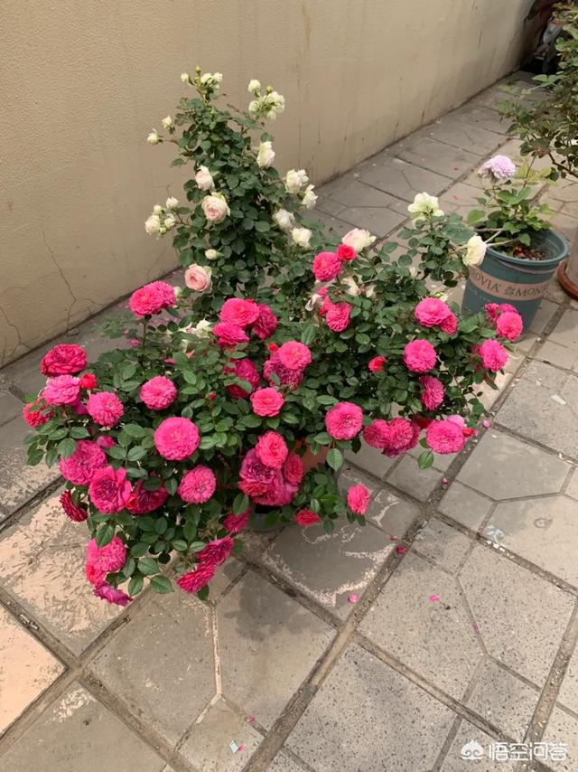 红酒杯微信唯美头像:有哪些花友必备的月季花品种可以推荐下