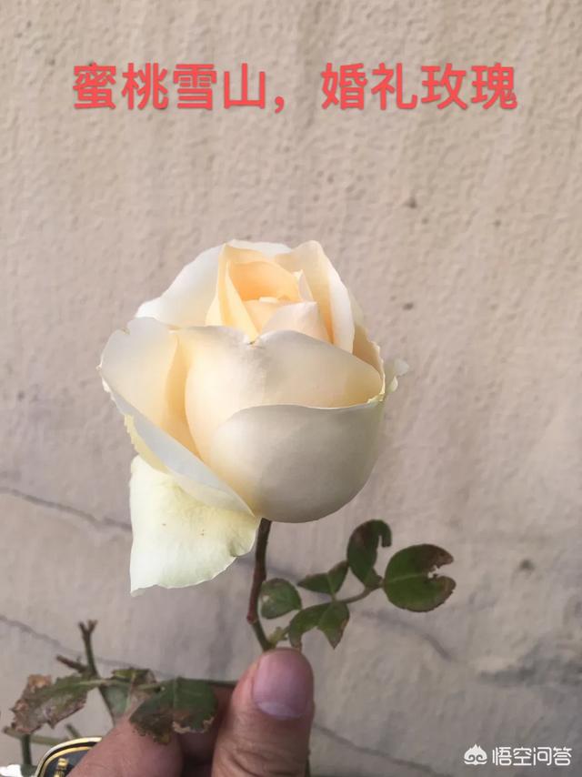 红酒杯微信唯美头像:有哪些花友必备的月季花品种可以推荐下