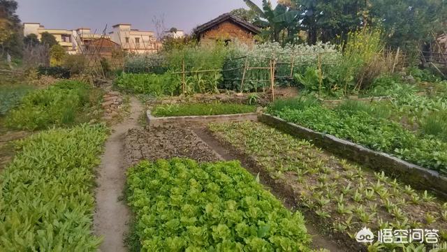 土狗子虫 是益虫:茄子在育苗期出现蝼蛄、茶黄螨虫害的症状以及防治方法有哪些？