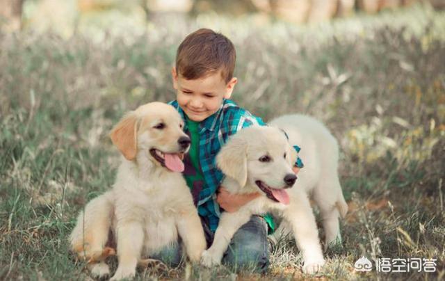 拉布拉多犬和金毛哪个贵啊:如何区分拉布拉多和金毛？ 拉布拉多犬和金毛哪个温顺