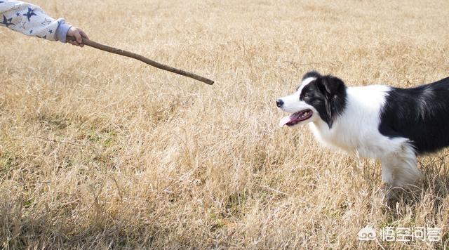 边境牧羊犬吧:养边境牧羊犬有什么样的烦恼？