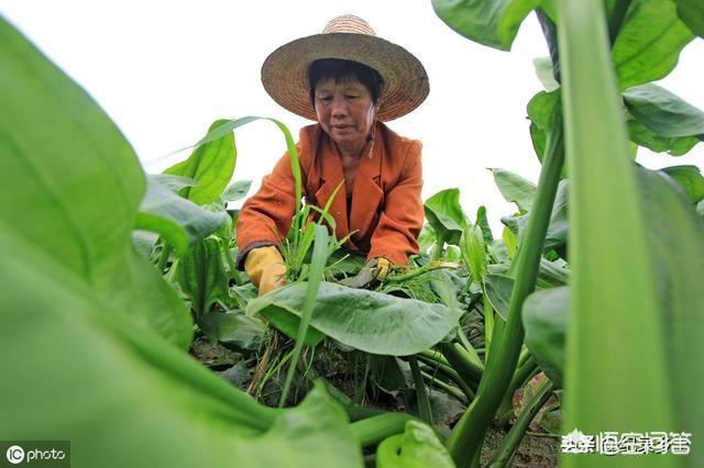 德国bunny草本兔粮官网:泽泻长在河边，根茎都带有毒素，却为何被农民当成心头肉？