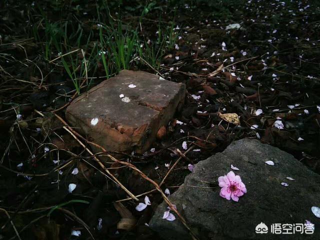秦观说自在飞花轻似梦,无边丝雨细如愁,既然是无边丝雨下,怎会有自在飞花飘呢？