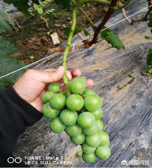 头条问答 葡萄花序不掐尖会怎样 6个回答