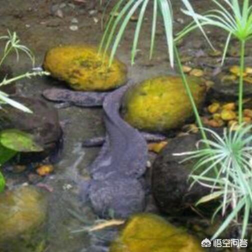大鲵图片:万佛山娃娃鱼误入虾笼，村民：这么大确属罕见, 你怎么看