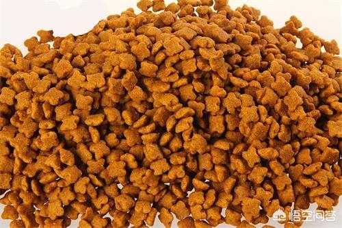 松狮犬图片:宠物狗用的染毛剂安全吗？