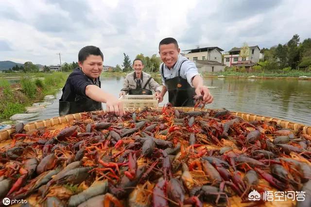 石蛙:石蛙可以人工养殖吗？要办什么手续吗？