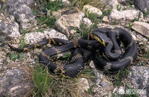 去年在四川钓鱼看见一条两米多长的大蛇浑身冒着黑气你们有见过这种