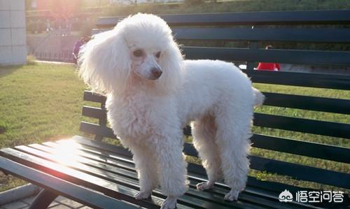 巨贵犬吃什么长得大:巨贵犬软便如何解决，巨贵犬软便会自己恢复吗？ 巨贵犬吃什么狗粮长得大