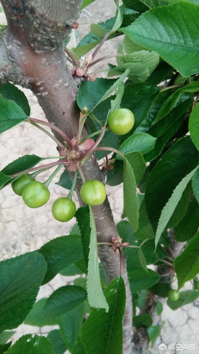 大樱桃的生长习性和种植技术有哪些聊城东阿黄河流域适合种植吗