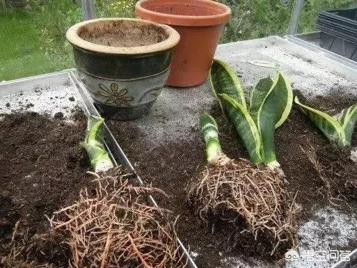 虎尾兰图片:盆栽的虎皮兰僵住了，不发新芽也不死，是扔还是留？