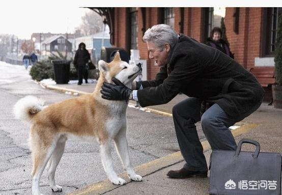 秋田犬八公:秋田犬八公的主人怎么画 是秋田犬八公忠诚还是拉布拉多二货忠诚？
