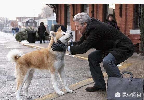 日本秋田犬图片头像:日本秋田犬图片价格 秋田犬和柴犬的区别有哪些？