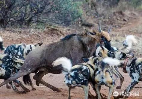 猪獒和藏獒打架视频:藏獒打不过非洲鬣狗，那么可以打得过非洲野犬吗？为什么？