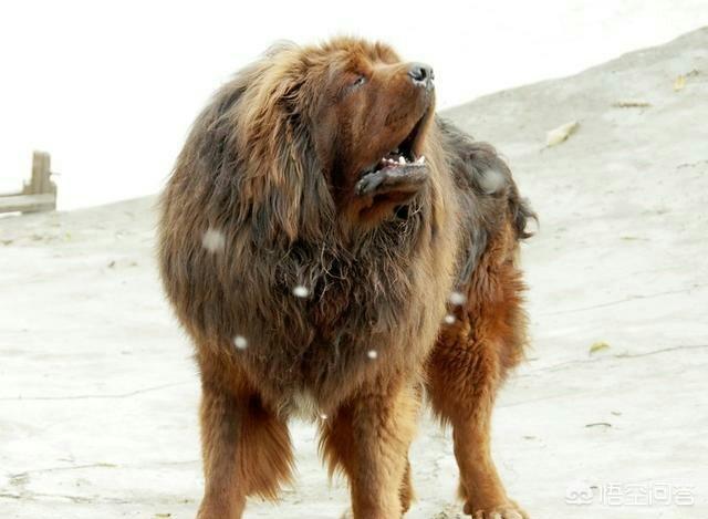 流浪藏獒与野生藏獒有啥不同，藏獒经济泡沫化之后，成千上万只藏獒怎么处理