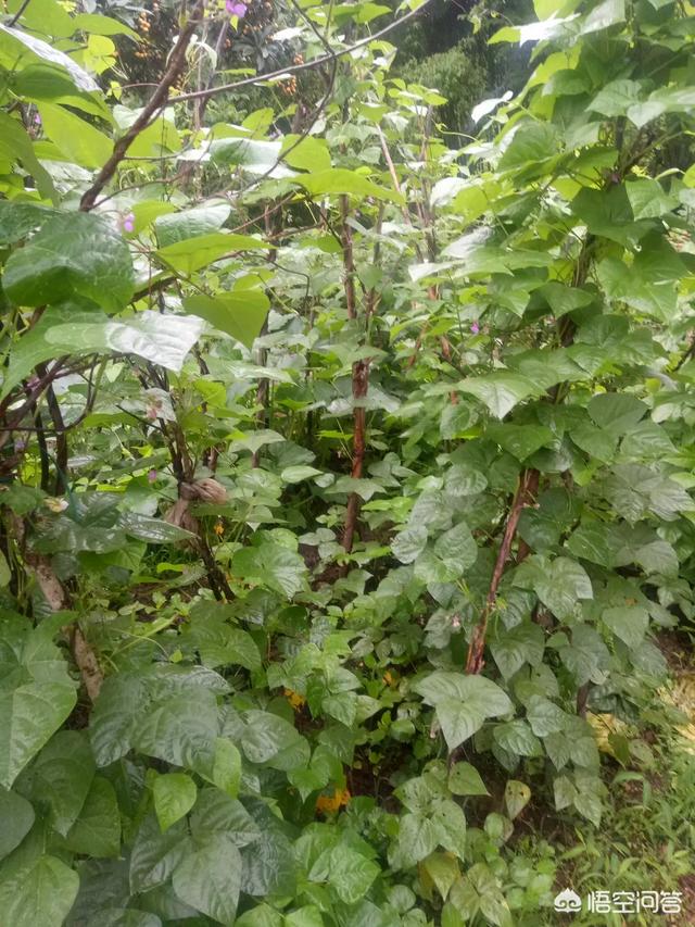 四季豆光长藤不开花怎么办?-图2