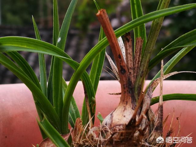 软腐病:预防兰花软腐病和茎腐病，用药时应该灌根还是喷施？