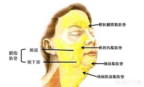 法令纹深:法令纹怎么去除我好像从小法令纹就挺深