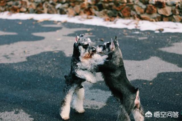 雪纳瑞图片:为什么雪纳瑞越来越少人养？
