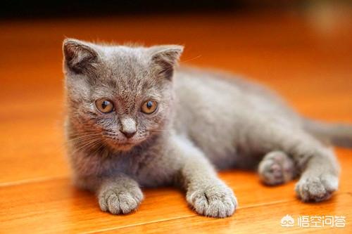 包子脸猫价格:包子脸猫一般多少钱 蓝猫多大才能长成包子脸？