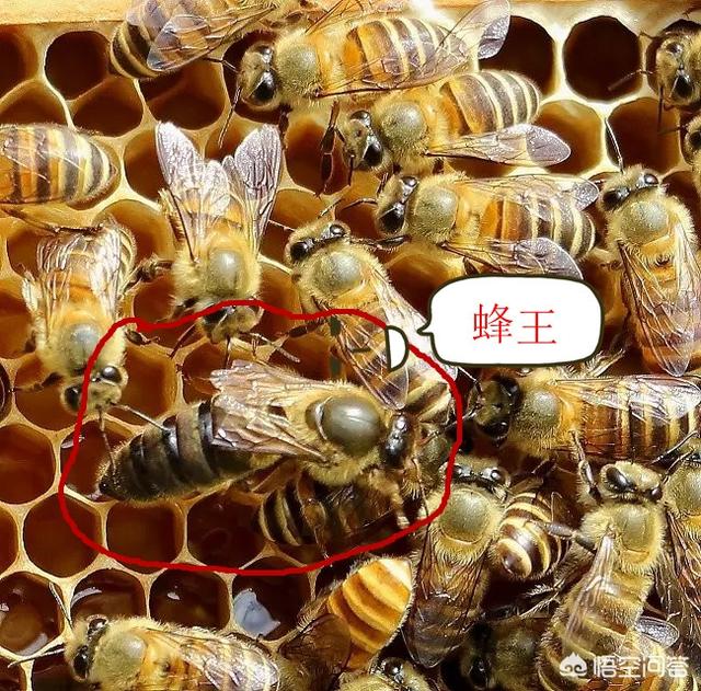 蜜源植物大流蜜，关起蜂王来采蜂蜜，真的可以