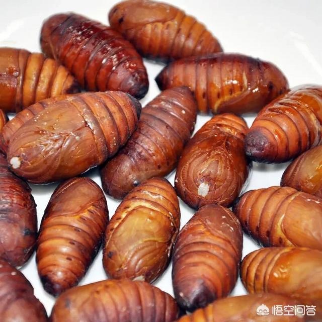 头条问答 - 农村老人常说"一个茧蛹三个鸡蛋",茧蛹真的有这么好吗?