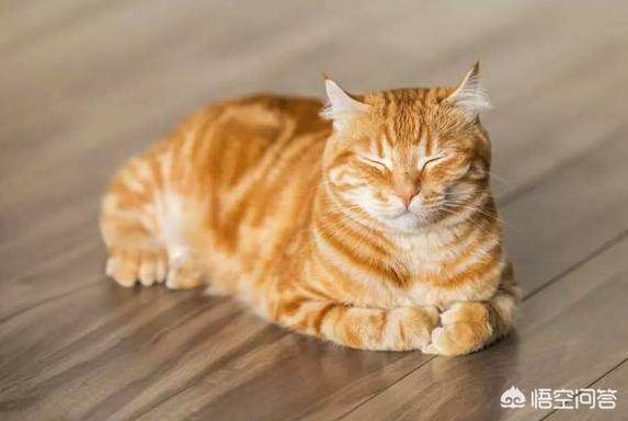 橘猫是什么品种，拥有一只可爱的橘猫是什么体验