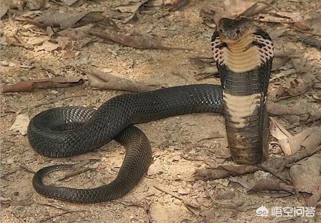 帝王蛇蜥吃猎物的电视:家里面自己喂养的鸡被过山风蛇咬死了，丢掉可惜，还可以吃吗？