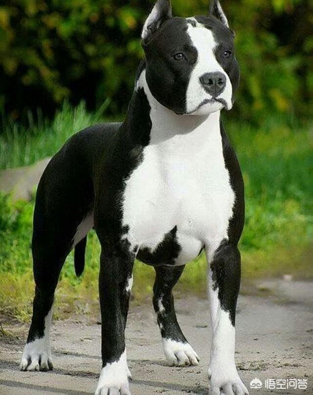 戈登雪达犬幼犬多少钱一只:斯塔福犬怎么样，幼犬价格多少钱？为什么？