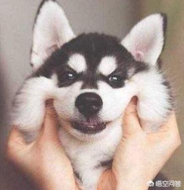 hashiqi壁纸:哈士奇呕吐的原因有哪些？怎么办？