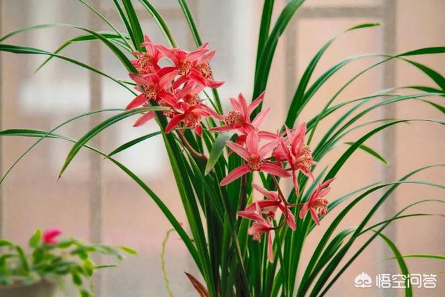 建兰:建兰该怎么养？多久才能开花？