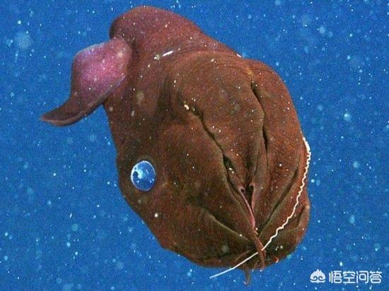 南非犰狳蜥蜴黑色:世界上最恐怖的动物是什么？ 南非犰狳蜥