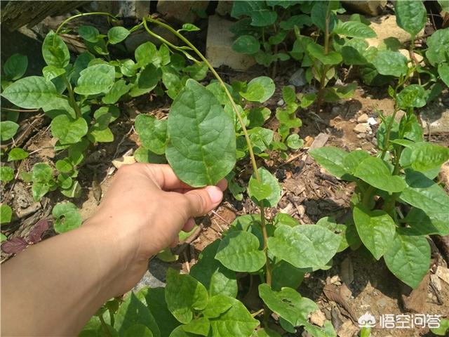端午节前后,农村还有哪些野菜可以吃？
