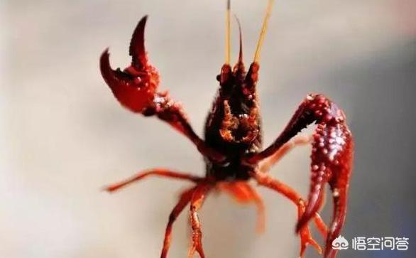 树龙虾吃什么食物:小龙虾靠吃什么长大的？如何投喂？
