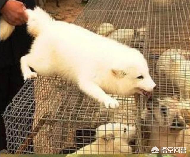 芬兰狐狸犬可以养吗:养狐狸赚钱吗，如何养殖？