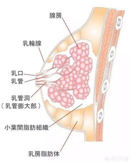 <a href=https://maguai.com/list/256-0-0.html target=_blank class=infotextkey>朋友圈</a>专用白图:对于遛狗不牵狗绳的人，到底是出于什么心理？(遛狗遇到不牵绳的怎么办)