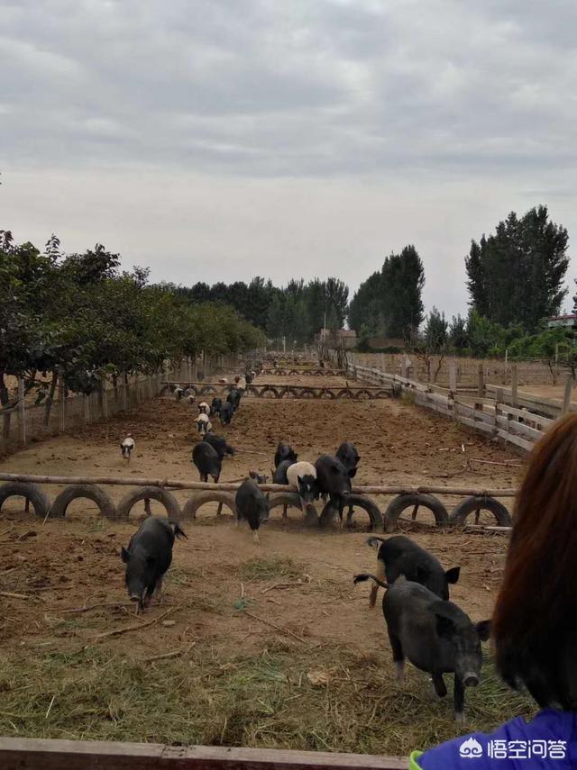 长不大的小香猪多少钱一只:养殖20头香猪需要多少钱？