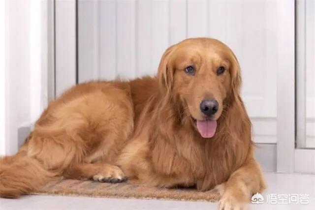 金毛幼犬的狗粮怎么选:金毛吃什么狗粮好，有哪些不太贵的推荐？