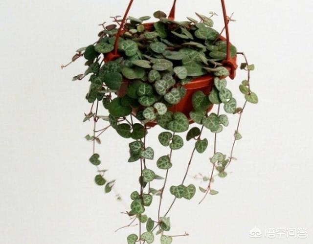 花卉图片大全吊竹梅:吊竹梅图片大全 吊竹兰能和绿萝用一种土吗？