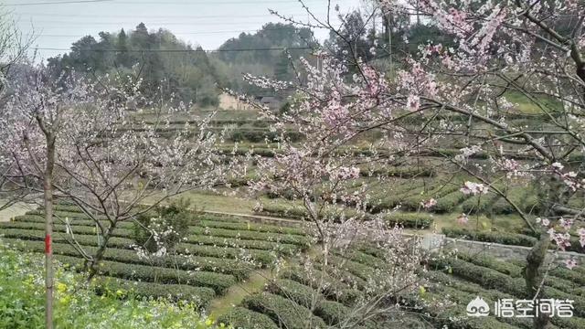 雅女 雅鱼 雅雨:为什么茶园里面插有黄色的纸旗？茶叶的种植应该怎么去管理？