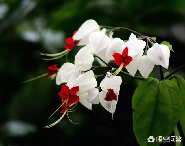 园林植物龙吐珠图片:龙吐珠开花的时候怎样浇水？