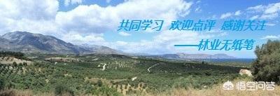 白杨树的害虫有哪些:杨树老是干枯死叶是什么原因？